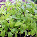 Chia, Culinary & Medicinal Herbs, - BoxGardenSeedsLLC -Culinary/Medicinal Herbs - Seeds