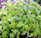 Chia, Culinary & Medicinal Herbs, -- BoxGardenSeedsLLC -Culinary/Medicinal Herbs - Seeds