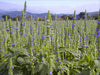 Chia, Culinary & Medicinal Herbs, -- BoxGardenSeedsLLC -Culinary/Medicinal Herbs - Seeds