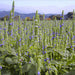 Chia, Culinary & Medicinal Herbs, - BoxGardenSeedsLLC -Culinary/Medicinal Herbs - Seeds