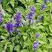 Chia, Culinary & Medicinal Herbs, - BoxGardenSeedsLLC -Culinary/Medicinal Herbs - Seeds