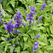 Chia, Culinary & Medicinal Herbs, -- BoxGardenSeedsLLC -Culinary/Medicinal Herbs - Seeds