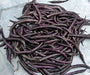 Purple Podded, Pole Beans - BoxGardenSeedsLLC - Beans / Dry Beans - Seeds - USA Seller, Thank you for shopping here today, Naturally Grown GMO Free Seeds, Heirloom Open Pollinated Seeds, Fresh Top Quality Premium Seeds
