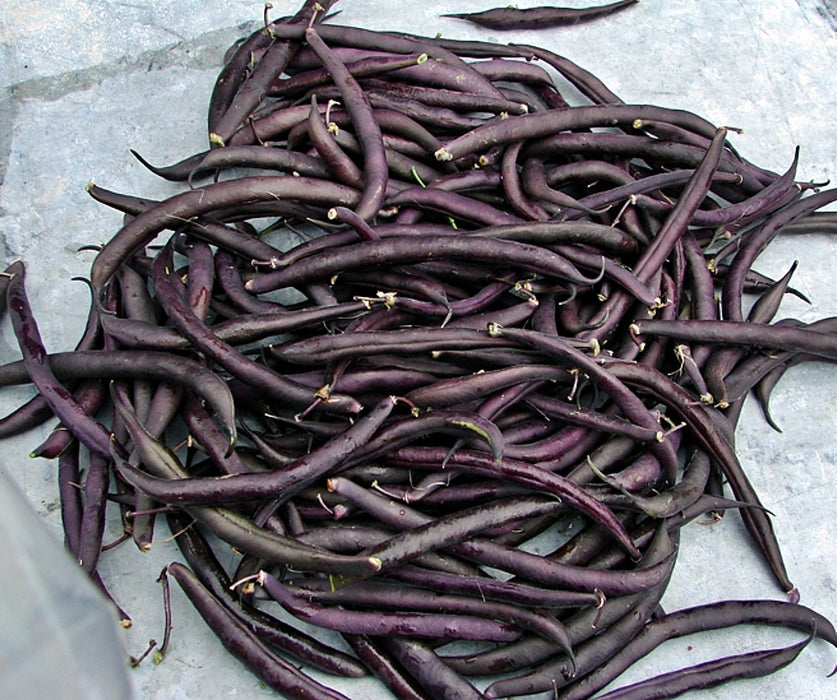 Purple Podded, Pole Beans -- BoxGardenSeedsLLC -Beans / Dry Beans - Seeds