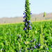 Chia, Culinary & Medicinal Herbs, - BoxGardenSeedsLLC -Culinary/Medicinal Herbs - Seeds