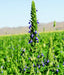 Chia, Culinary & Medicinal Herbs, -- BoxGardenSeedsLLC -Culinary/Medicinal Herbs - Seeds