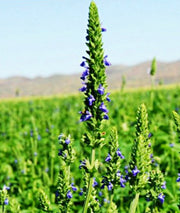 Chia, Culinary & Medicinal Herbs - BoxGardenSeedsLLC - Culinary/Medicinal Herbs - Seeds - USA Seller, Thank you for shopping here today, Naturally Grown GMO Free Seeds, Heirloom Open Pollinated Seeds, Fresh Top Quality Premium Seeds