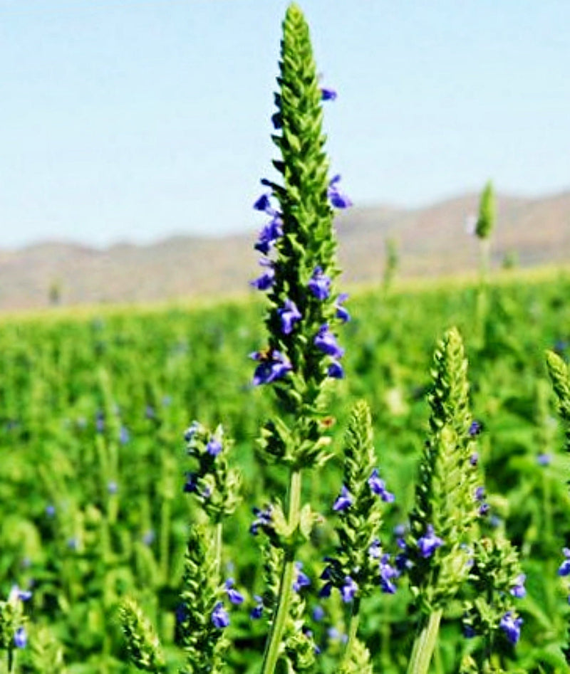 Chia, Culinary & Medicinal Herbs - BoxGardenSeedsLLC - Culinary/Medicinal Herbs - Seeds - USA Seller, Thank you for shopping here today, Naturally Grown GMO Free Seeds, Heirloom Open Pollinated Seeds, Fresh Top Quality Premium Seeds