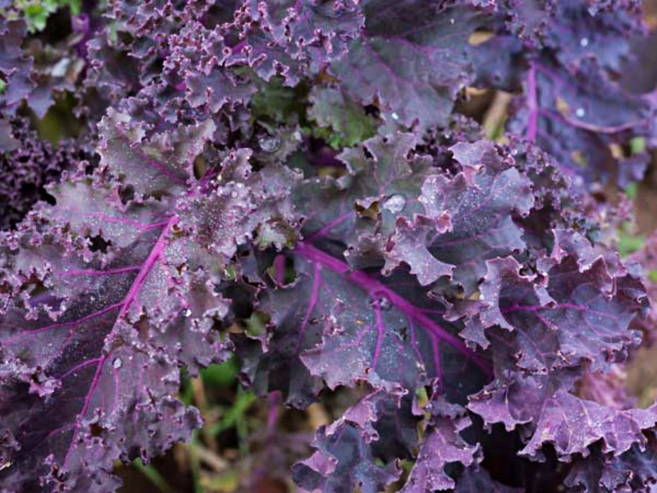 Frisé Rouge, Kale, -- BoxGardenSeedsLLC -Cabbage, Kale - Seeds