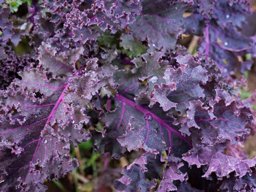 Frisé Rouge, Kale, - BoxGardenSeedsLLC -Cabbage, Kale - Seeds