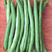 Provider, Bush Beans, - BoxGardenSeedsLLC -Beans / Dry Beans - Seeds