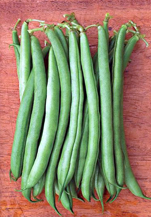 Provider, Bush Beans, -- BoxGardenSeedsLLC -Beans / Dry Beans - Seeds