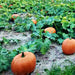 Sugar Pie, Pumpkin, - BoxGardenSeedsLLC -Squash,Pumpkins - Seeds