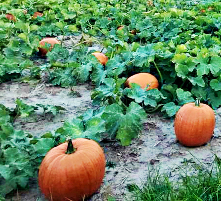 Sugar Pie, Pumpkin, -- BoxGardenSeedsLLC -Squash,Pumpkins - Seeds