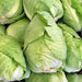 Early Jersey Wakefield, Cabbage, - BoxGardenSeedsLLC -Cabbage, Kale - Seeds