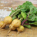 Helios, Radish, - BoxGardenSeedsLLC -Radishes - Seeds