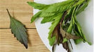 - BoxGardenSeedsLLC - Epazote, Culinary & Medicinal Herbs, - ABS/Clearance Sale - Seeds