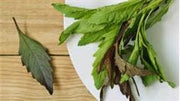 Epazote, Culinary & Medicinal Herbs - BoxGardenSeedsLLC - Culinary/Medicinal Herbs - Seeds - USA Seller, Thank you for shopping here today, Naturally Grown GMO Free Seeds, Heirloom Open Pollinated Seeds, Fresh Top Quality Premium Seeds