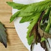 Epazote, Culinary & Medicinal Herbs, - BoxGardenSeedsLLC -Culinary/Medicinal Herbs - Seeds