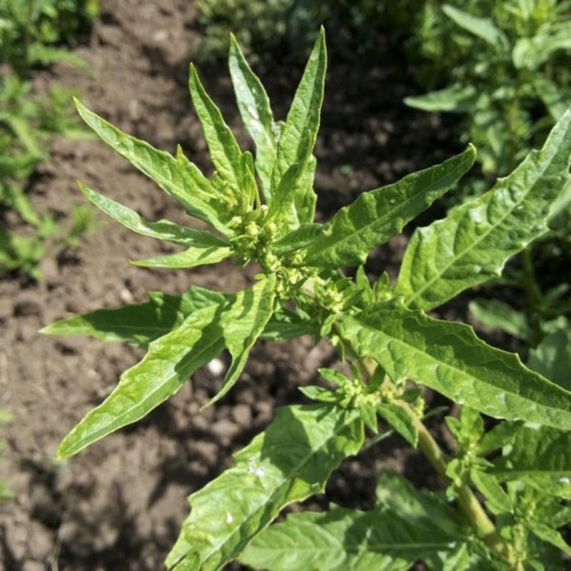 Epazote, Culinary & Medicinal Herbs - BoxGardenSeedsLLC - Culinary/Medicinal Herbs - Seeds - USA Seller, Thank you for shopping here today, Naturally Grown GMO Free Seeds, Heirloom Open Pollinated Seeds, Fresh Top Quality Premium Seeds