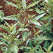 Epazote, Culinary & Medicinal Herbs, - BoxGardenSeedsLLC -Culinary/Medicinal Herbs - Seeds