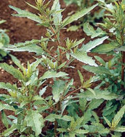 Epazote, Culinary & Medicinal Herbs - BoxGardenSeedsLLC - Culinary/Medicinal Herbs - Seeds - USA Seller, Thank you for shopping here today, Naturally Grown GMO Free Seeds, Heirloom Open Pollinated Seeds, Fresh Top Quality Premium Seeds