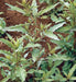 Epazote, Culinary & Medicinal Herbs, -- BoxGardenSeedsLLC -Culinary/Medicinal Herbs - Seeds