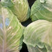 Early Jersey Wakefield, Cabbage, - BoxGardenSeedsLLC -Cabbage, Kale - Seeds