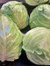 Early Jersey Wakefield, Cabbage, -- BoxGardenSeedsLLC -Cabbage, Kale - Seeds