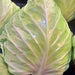 Early Jersey Wakefield, Cabbage, - BoxGardenSeedsLLC -Cabbage, Kale - Seeds