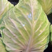 Early Jersey Wakefield, Cabbage, - BoxGardenSeedsLLC -Cabbage, Kale - Seeds