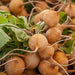 Helios, Radish, - BoxGardenSeedsLLC -Radishes - Seeds