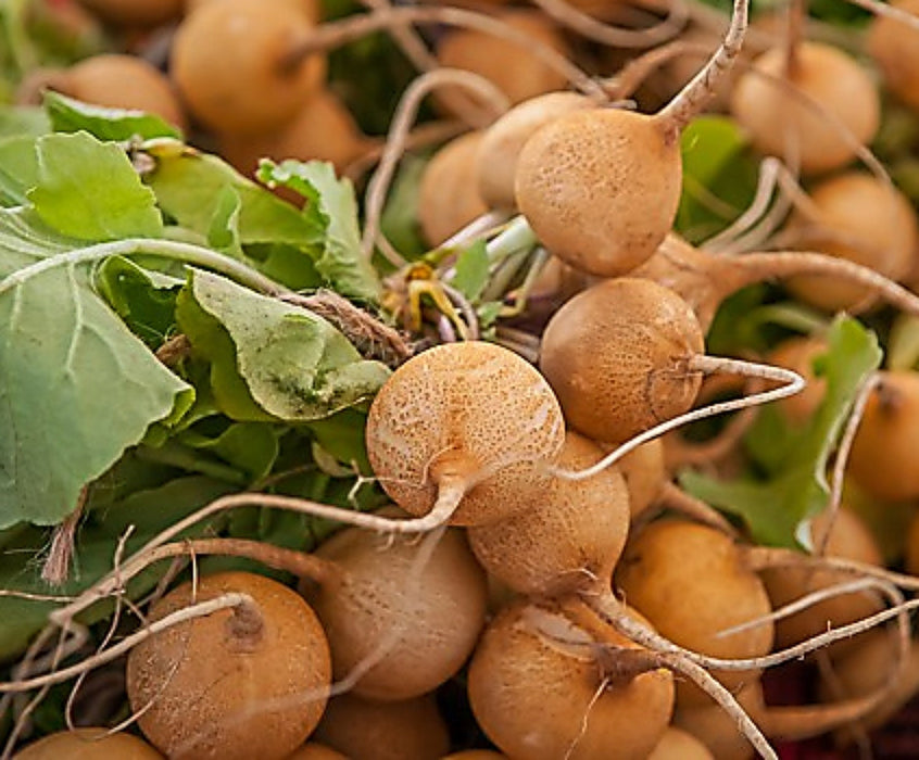 Helios, Radish, -- BoxGardenSeedsLLC -Radishes - Seeds