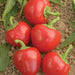 Red Cherry Hots, Hot Pepper, - BoxGardenSeedsLLC -Abundant Stock SALE - Seeds