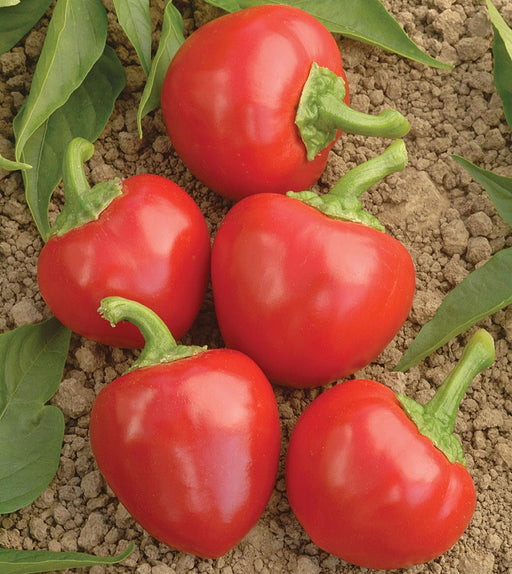 - BoxGardenSeedsLLC - Red Cherry Hots, Hot Pepper, - Peppers,Eggplants - Seeds