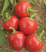 - BoxGardenSeedsLLC - Red Cherry Bomb, Hot Pepper, - Peppers,Eggplants - Seeds