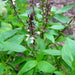 Sweet Thai, Basil, - BoxGardenSeedsLLC -Culinary/Medicinal Herbs - Seeds