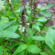Sweet Thai, Basil - BoxGardenSeedsLLC - Culinary/Medicinal Herbs - Seeds - USA Seller, Thank you for shopping here today, Naturally Grown GMO Free Seeds, Heirloom Open Pollinated Seeds, Fresh Top Quality Premium Seeds