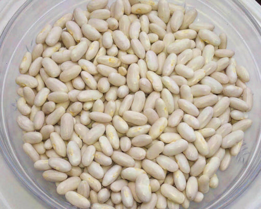 - BoxGardenSeedsLLC - Cannellini, Dry Bush Beans, - Beans / Dry Beans - Seeds