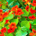 Empress of India, Nasturtium, - BoxGardenSeedsLLC -Gourmet/Native Greens - Seeds