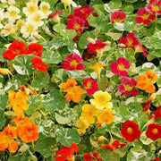 Alaska Mix, Nasturtium - BoxGardenSeedsLLC - Gourmet/Native Greens - Seeds - USA Seller, Thank you for shopping here today, Naturally Grown GMO Free Seeds, Heirloom Open Pollinated Seeds, Fresh Top Quality Premium Seeds