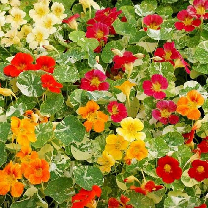 Alaska Mix, Nasturtium, -- BoxGardenSeedsLLC -Gourmet/Native Greens - Seeds