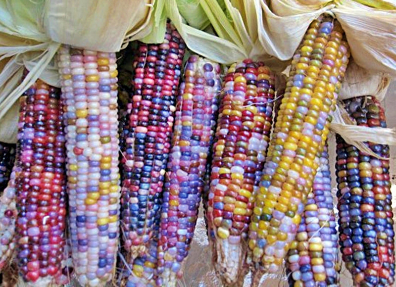 Glass Gem, Cherokee Popcorn - BoxGardenSeedsLLC - Corn - Seeds - USA Seller, Thank you for shopping here today, Naturally Grown GMO Free Seeds, Heirloom Open Pollinated Seeds, Fresh Top Quality Premium Seeds