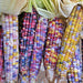 Glass Gem, Cherokee Popcorn, - BoxGardenSeedsLLC -Corn - Seeds