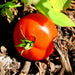 Rutgers, Tomato, - BoxGardenSeedsLLC -Tomatoes,Tomatillos - Seeds