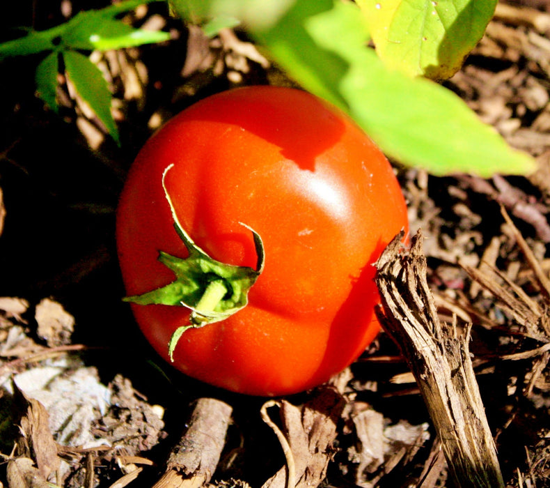 Rutgers, Tomato, - BoxGardenSeedsLLC -Tomatoes,Tomatillos - Seeds