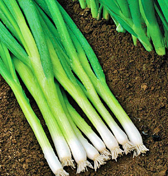 White Lisbon Bunching, Onion, -- BoxGardenSeedsLLC -Onions,Leeks - Seeds