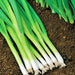 - BoxGardenSeedsLLC - Onion White Lisbon Bunching 200+ - Onions,Leeks - Seeds