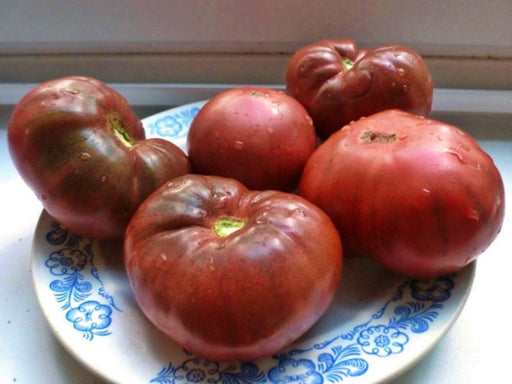 - BoxGardenSeedsLLC - Brandywine Seed Kit, Tomato, - - Seeds