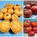 Brandywine Seed Kit, Tomato, - BoxGardenSeedsLLC -Tomatoes,Tomatillos - Seeds